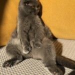 Die Sitzkatze Asarija