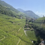 Weinberge um Bozen