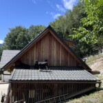 Wie viele Ziegen sind zu sehen?