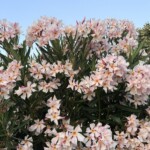 Oleander auch in Bulgarien