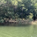 Schafherde zeigt uns die Hintern