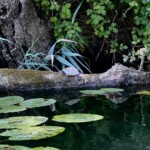 Schildkröte am Veleka Fluss