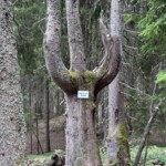 Orpheus Lyra „Baum“