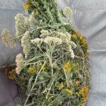 Kräuter für Tee 😋