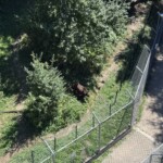 Bear Sanctuary Belitsa