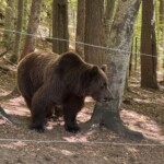 Geschundene Nase eines Braunbären