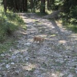 Kleiner Tiger begleitet uns