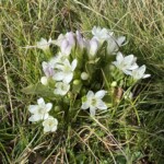 Reichästiger Enzian