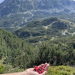 Wilde Beeren