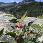 Wilde Himbeeren 😋