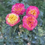 Rosen in Nellys Garten