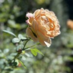 Rosen in Nellys Garten