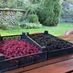 Beeren vom Nachbarn bei Nelly 😋