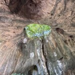 Der Baum in der Höhle bei Botunya
