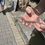 Eine überfahrene Würfelnatter 😢