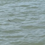 Würfelnatter auf der Jagd